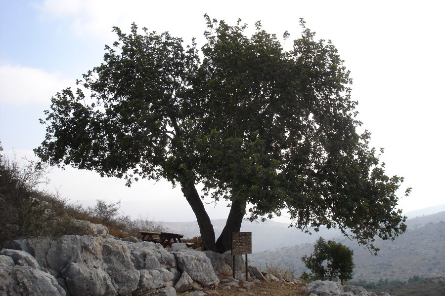 אלבום תמונות מתחלפות באנר עליון אמצעי